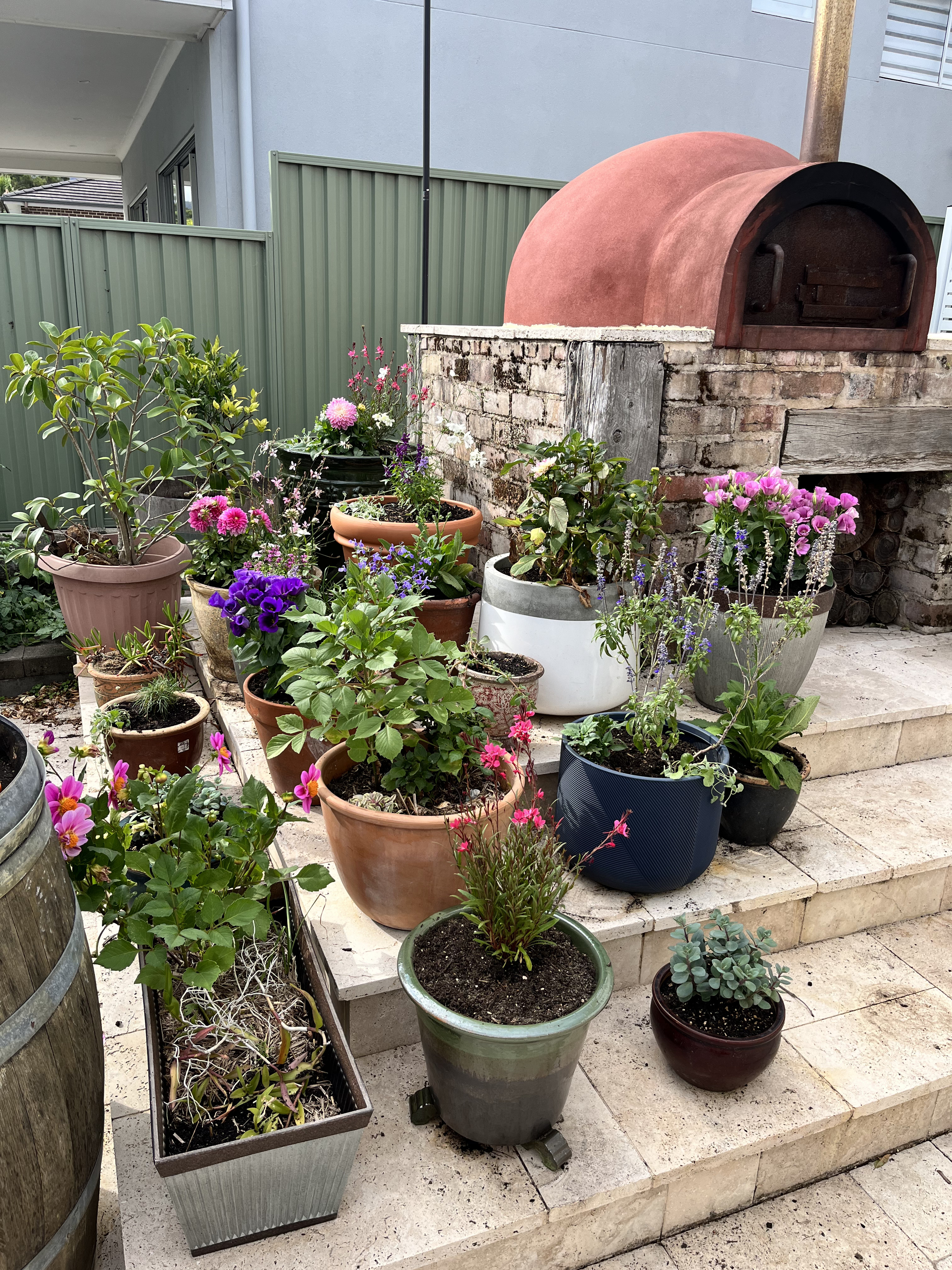 Pizza Oven and more flowers!