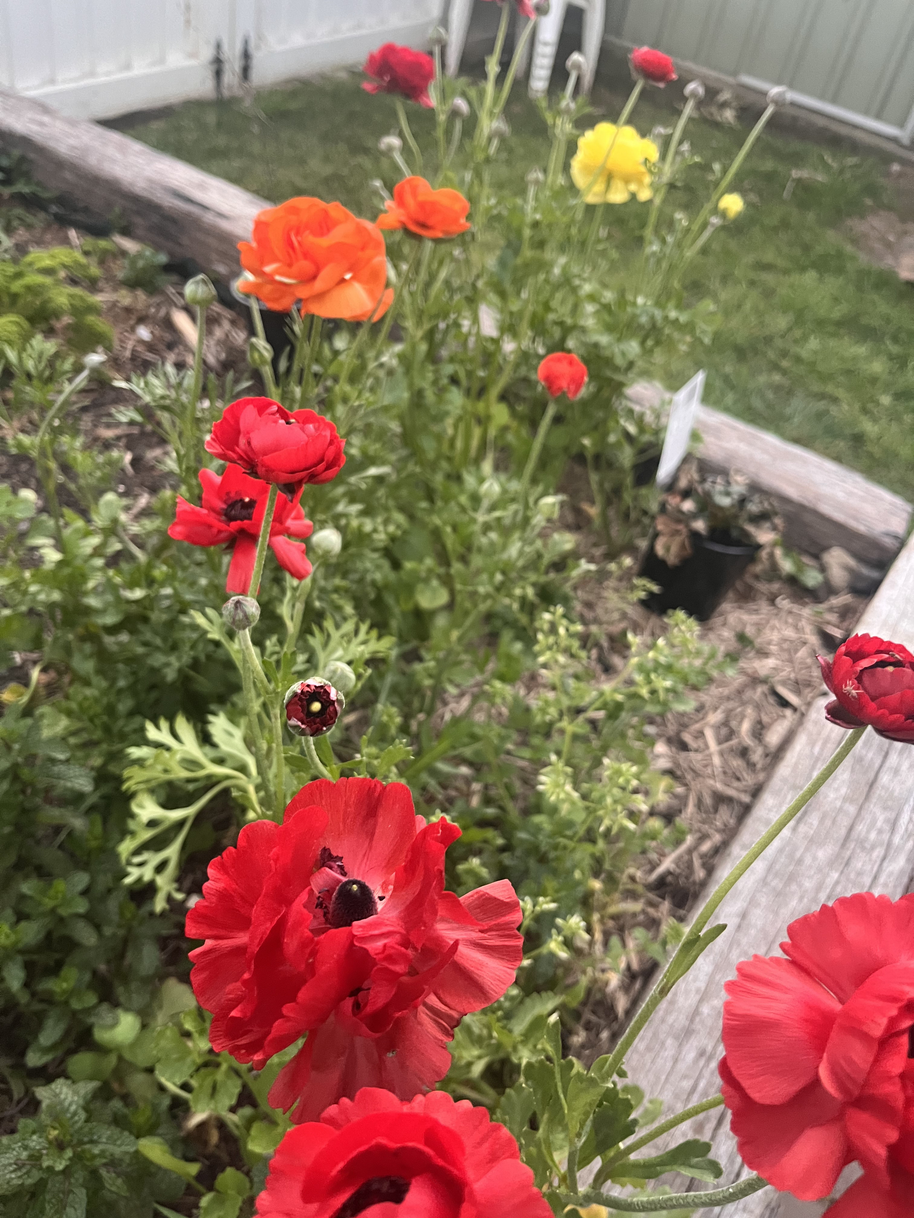 Gardening and Flowers