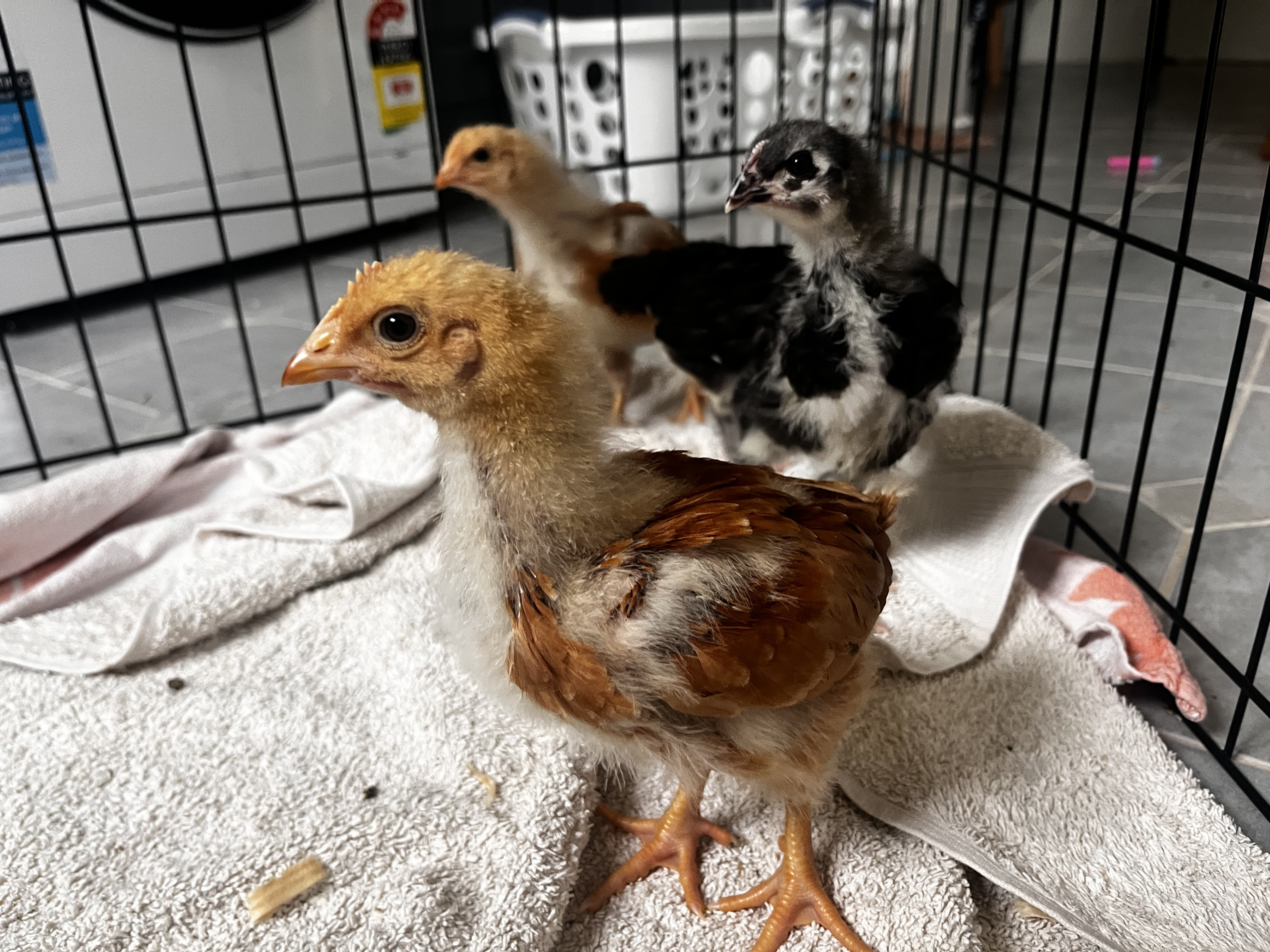 Baby Chickens